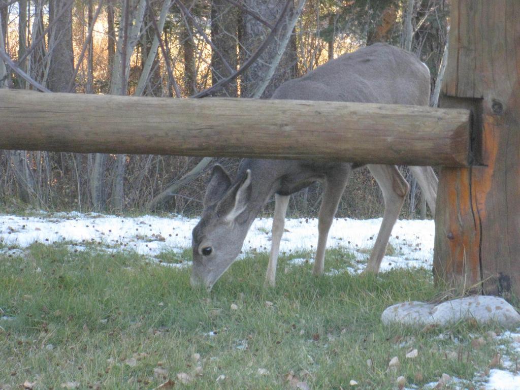 Rustlers Lodge Sundre Buitenkant foto